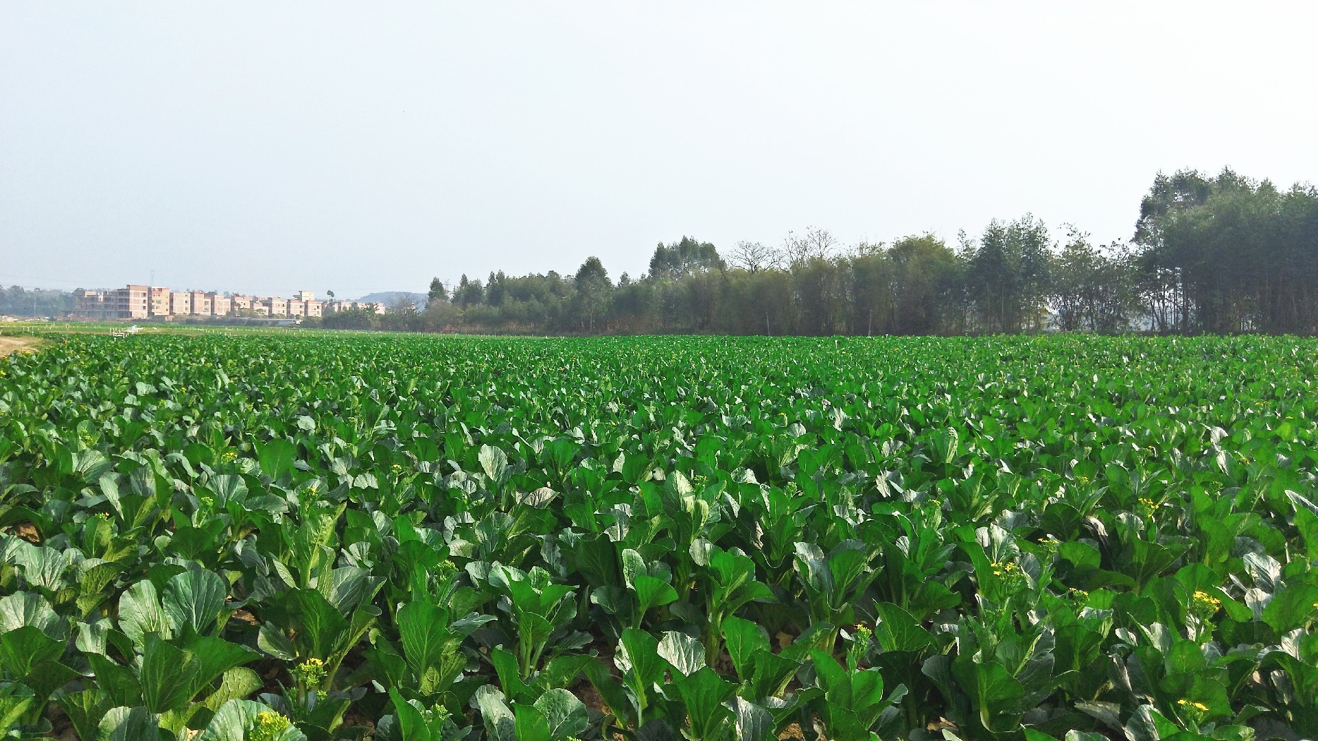 1595832358266570.jpg 微信圖片_20191227110923.jpg