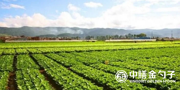 食材配送公司選擇種植基地應(yīng)該注意哪些事項(xiàng)？